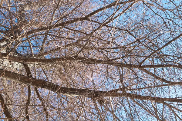 Een Bladloze Boom Het Vroege Voorjaar Blauwe Lucht — Stockfoto