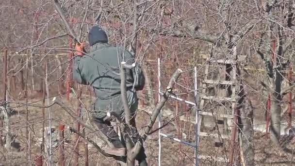 Old Man Gets Fruit Tree Cleaning — Vídeos de Stock