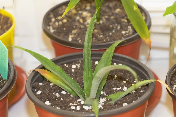 Primer Plano Una Planta Piña Joven Que Crece Interiores — Foto de Stock