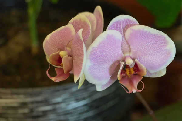Close Shot Orchid Blooming Pink — Stock Photo, Image