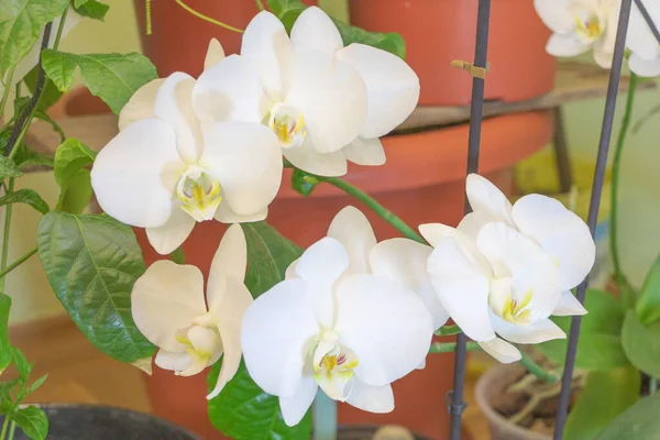 White Phalaenopsis Orchid Beautiful Bloom Macro Concept Care — Stock Photo, Image