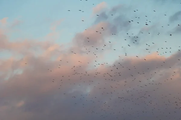 Cielo Blu Nuvoloso Con Uccelli Che Volano — Foto Stock