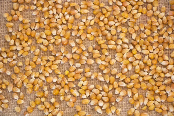 Raw Dry Popcorn Grains Texture Hessian Background — стоковое фото
