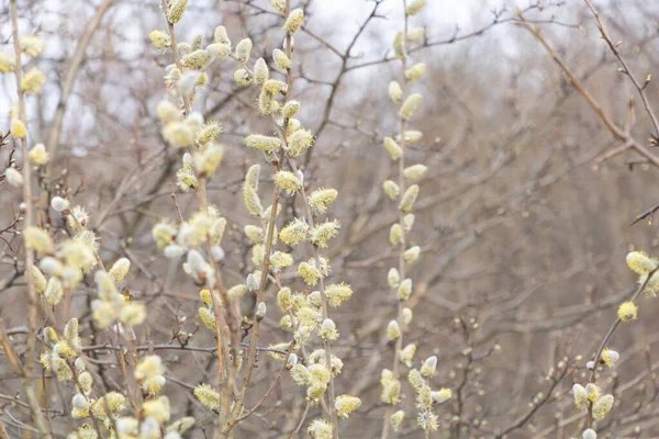 Sauce de cabra - Salix caprea en flor a principios de primavera — Foto de Stock