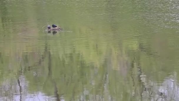 Burung Indah Fulica Atra Danau — Stok Video