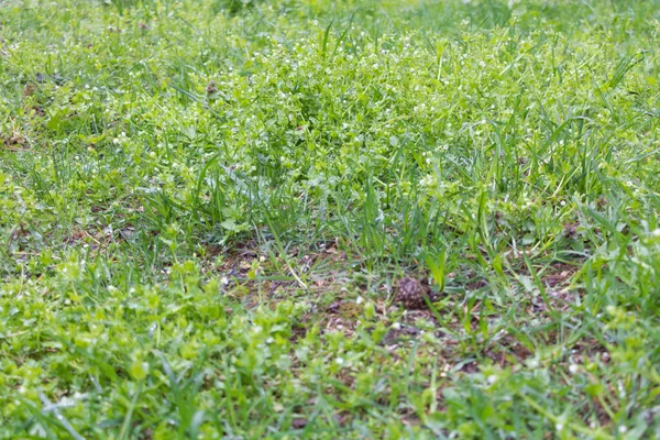 Hierba con rocío que entró en la vegetación en primavera — Foto de Stock