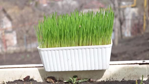Growing Wheat Grass Home Concept Very Good Health — 비디오