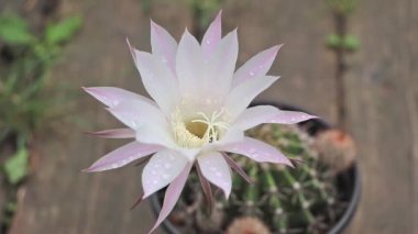 Kaktüs Echinopsis Oxigona güzel çiçek - beyaz - mor çiçek. Evde kaktüs yetiştirme kavramı