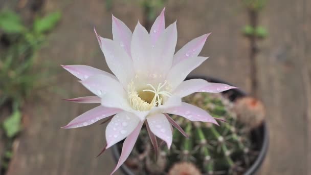 Cactus Echinopsis Oxigona Flor Bonita Branco Flor Roxa Conceito Cacto — Vídeo de Stock