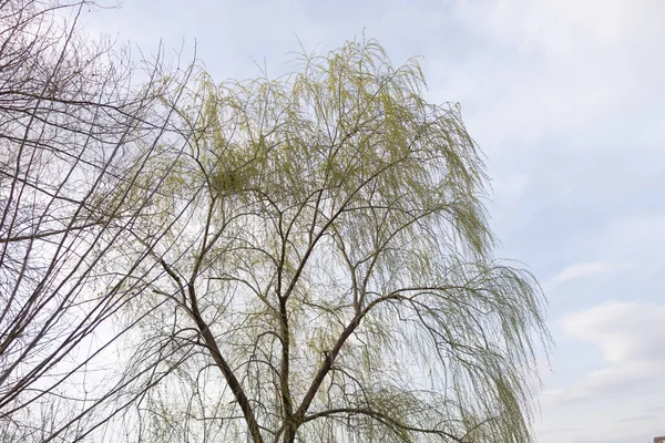 Een wilg boom welk verbouwt nieuwe loof in vroege voorjaar — Stockfoto