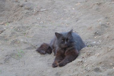 Bir gözü açık, bir gözü kapalı komik siyah bir kedi.