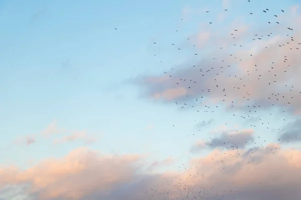 Ein blauer bewölkter Himmel mit fliegenden Vögeln — Stockfoto