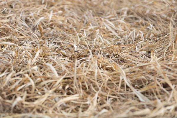 Dry grass texture in the spring - selective focus — Fotografia de Stock