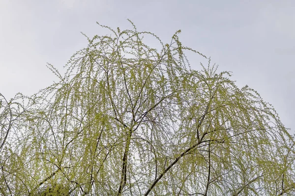 Un saule qui pousse de nouvelles feuilles au début du printemps — Photo