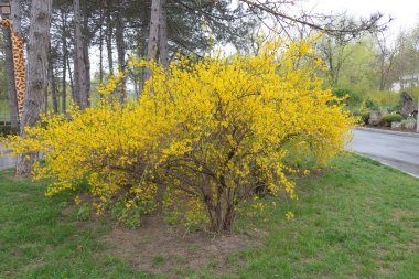 İlkbaharda bir parkta sarı çiçeklerle dolu bir astar çiçeği..