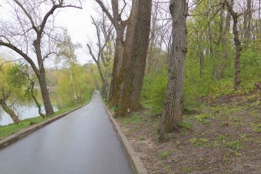 İlkbaharda yağan yağmurdan sonra asfalt yolda güzel ağaçlar..