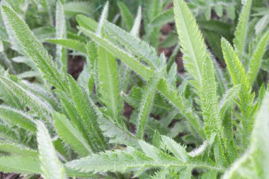 Papaver oryantasyon bitkisinin güzel ve kabarık yapraklı yakın çekimi - bakım kavramı.