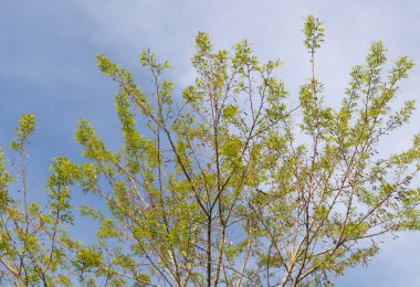 Bahar bitkisine giren güzel bir akasya ağacı - bulutlu mavi gökyüzü arkaplanı.