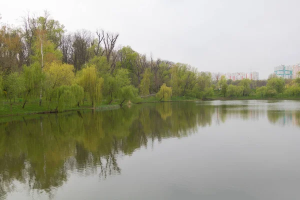 Ağaçları yansıtan temiz suyu olan bir göletin yakın çekimi..