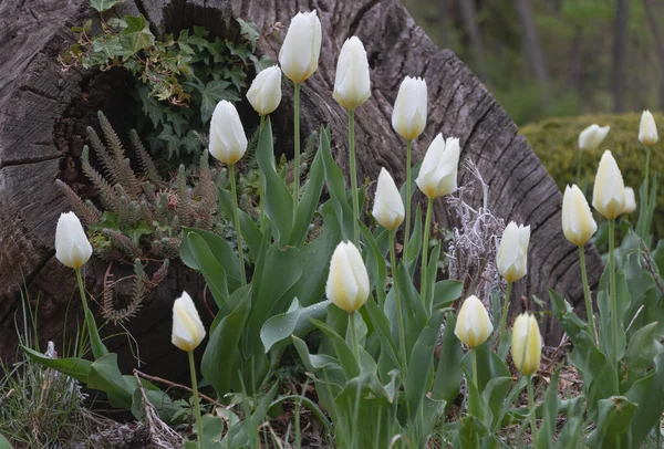 Białe Tulipany Kwitnące Ogrodzie Koncepcja Opieki — Zdjęcie stockowe