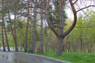 Yolun kenarındaki parkta çam ağaçları..