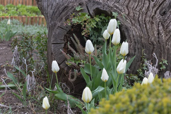 Białe Tulipany Kwitnące Ogrodzie Koncepcja Opieki — Zdjęcie stockowe