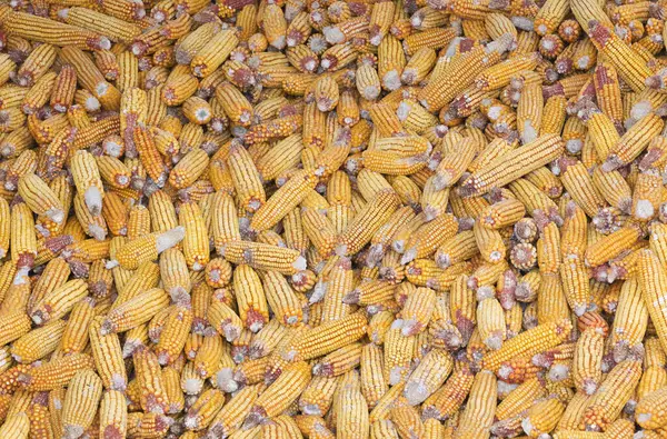 Много Сушеных Кукурузных Текстур Животных Корм Птиц — стоковое фото