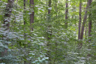 Yazın yeşil ağaçlarla dolu bir ormanı yakından çek..