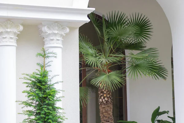 Bir Evin Kemerinin Altında Düzenlenmiş Güzel Bir Palmiye Ağacı — Stok fotoğraf
