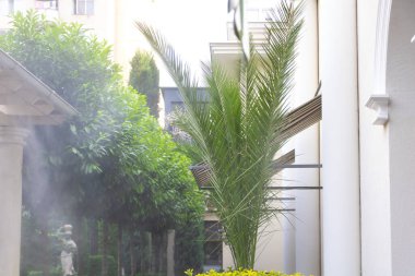 Güzel bir palmiye ağacı lokantada canla başla büyür..