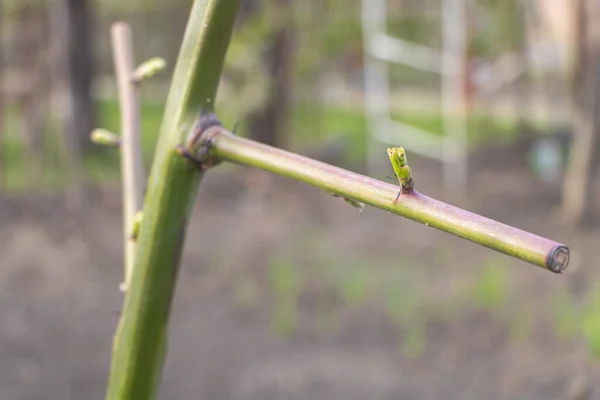 Captura Selectiva Foco Una Planta Rubus Fruticosus Con Brotes Primavera —  Fotos de Stock