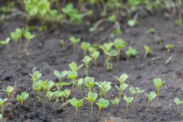 Вибіркове Фокусування Знімок Arugula Seedlings Germinatet Саду Переваги Концепції Аргули — стокове фото