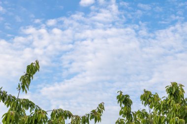 Bulutlu mavi bir gökyüzü ve kiraz ağacı dalları yakın çekim.