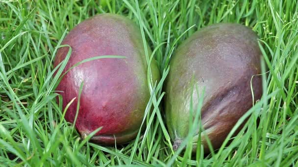 Dos Frutos Mango Hierba Viento Sopla Lentamente — Vídeos de Stock