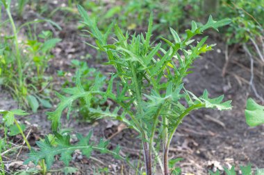 Bahçede büyüyen bir mızrak devedikeni Cirsium vulgare - Tıbbi bitki konsepti.