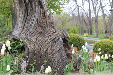 Parktaki ölü ağaç heykelini ve etrafta beyaz laleleri yakından çek..