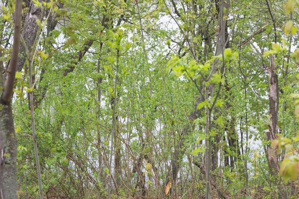 Colpo Ravvicinato Alberi Nella Foresta Primavera — Foto Stock