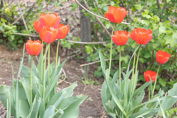 Zamknij Ujęcie Czerwonych Tulipanów Ogrodzie — Zdjęcie stockowe