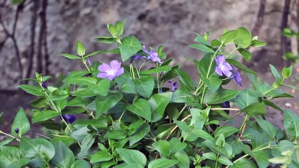 Vinca Minor Plant Beautiful Violet Blooms — Vídeo de Stock