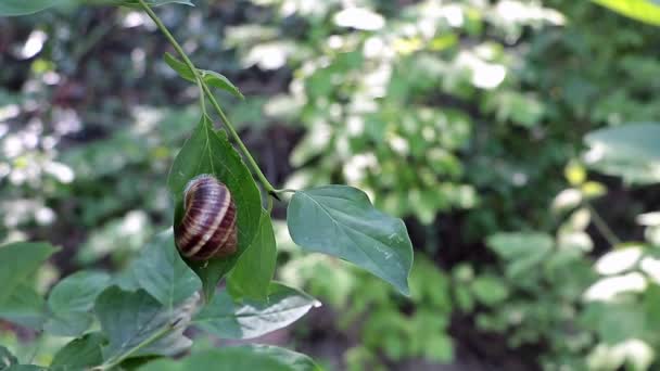 Lovely Snail Sleeping Leaves Tree Wind Blowing Slowly — Stockvideo