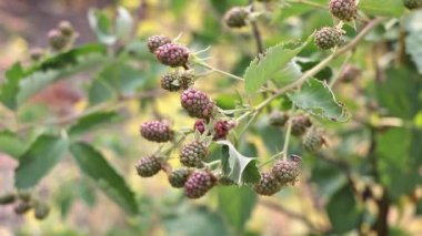 Kahverengi kokulu böcek, böğürtlen tarlasında Halyomorpha halys