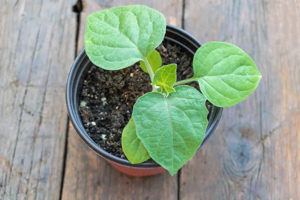 Close Shot Physalis Plant Pot Growing — стоковое фото
