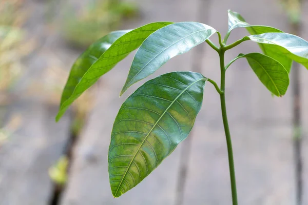 Selective Focus Shot Mango Tree Close New Fresh Leaves Growing — стоковое фото