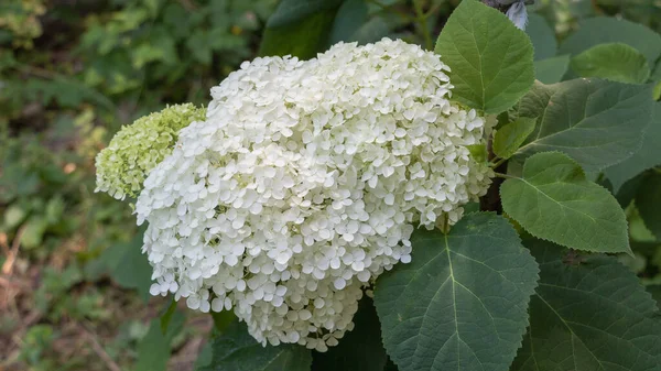 A big white flower of Hydrangea in bloom.