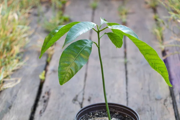 Foto Fokus Selektif Dari Pohon Mangga Menutup Dengan Daun Segar Stok Gambar Bebas Royalti