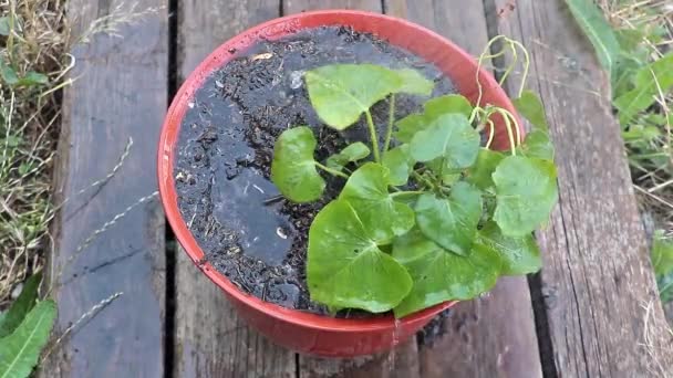 Watering Sweet Potato Plant Grows Container — Vídeo de Stock