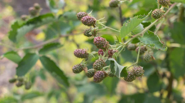 Yazın ortasında Blackberry çiftliği. Meyveler olgunlaşmaya başlar..