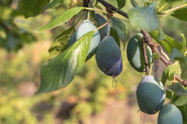 Böcekli erik ağacı - meyveler hasta - haşere istilası konsepti.