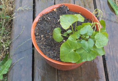 A sweet potato plant in a container after a rain.