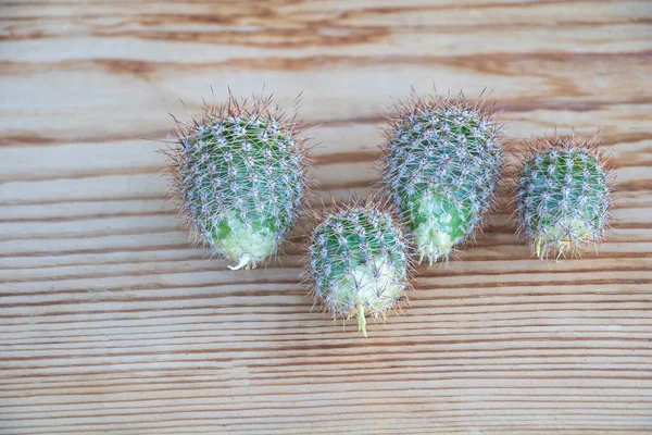 Echinopsis Cactus Babys Wooden Background Close Popagate Cactus Concept —  Fotos de Stock